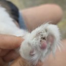 성북구 동물병원 추천 정릉 zoo동물병원 과잉진료 없는 따뜻한 동네 주치의사 선생님 추천 내돈내산