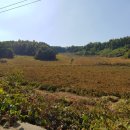 다음태양광발전소 이미지