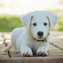 개봉동물병원 이미지