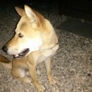 버즈힐펜션 이미지