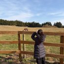 이시돌목장 | [제주 핫플] 인스타 사진맛집 성이시돌 목장 다녀온 후기〰️+우유부단 아이스크림,사진스팟