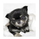 아담스펫강아지&가필드고양이 이미지