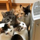 옹기종기 이미지