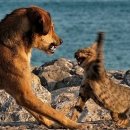 떡볶이농장 이미지