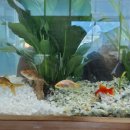 고경초등학교 이미지