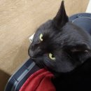 성경완 동물병원 이미지