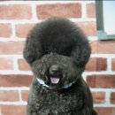 도로시 퍼피 이미지