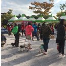(주)반려애수 | 세계반려동물축제후기:채널해피독+유기견보호소+이웅종교수님과 함께하는 행사