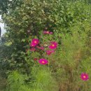 코스모스부동산중개 이미지