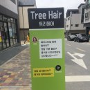 트리헤어(Tree Hair)
