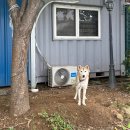 사곡 | 공주 밤막걸리 파는 곳 막걸리 6통에 만원? 시음도 가능한 공주 사곡양조원 방문후기