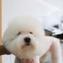 이로애견미용실 이미지