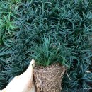 애란농장 이미지