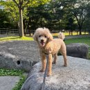 태안과의원 | 경기 근교 반려견 동반 당일여행(충남 태안군 몽산포제빵소 + 안면도 해수욕장)