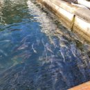 신흥양어장횟집 이미지