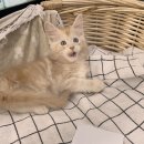 만남-행복한꿈 | 서초고양이분양 꿈꾸던 반려묘와의 만남 정말 행복했답니다