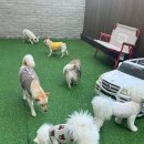 댕구르강아지유치원 | 부산강아지유치원 후기 좋은 댕구르 강아지유치원