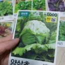 다이소 쌈채소 씨앗 구매솔직후기/씨앗 구매후기
