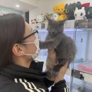 냥이는꿀꿀 이미지