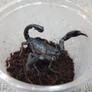 자이언트포레스트 이미지