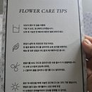 몬테솔라로 피오레박스 신혼집 인테리어 꽃 정기구독 플라워박스 후기