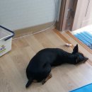 멍멍회관 이미지