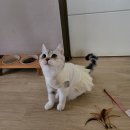 냥이를 사랑하는 멍멍이 이미지