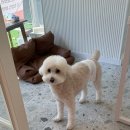하정로 | 인천애견미용 부평애견미용 몽개구름십정점 푸들미용 후기