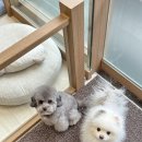 아띠아몽 이미지