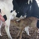 청일목장 이미지