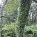 제주 봉개동 왕벚나무 자생지 이미지