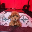 힐링몽 | 애견 카페 찾다가 발견한 힐링몽 애견 캠핑대관 후기