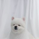 플러피독 이미지