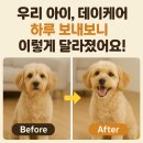본마을데이케어센터 | 🐶 처음 가본 반려견 데이케어 센터, 솔직 체험 후기
