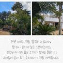 제주하와이덕수궁 이미지