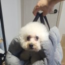 또바기 켄넬 이미지