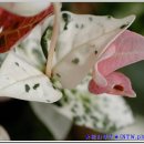 달맞이 펜션 이미지