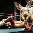 강북권투 이미지