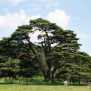 상주 상현리 반송 이미지