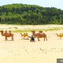 바다와소나무 이미지