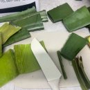 삼영 농장 | 생알로에 식용알로에 먹고, 바르고, 놀고! 피부 장건강 원스톱 리얼 후기