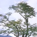 순천-36호 이미지