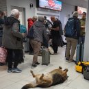 에메랄드원룸앞 | 20260224 모레노 빙하, 에메랄드빛 호수와 유빙을 보다