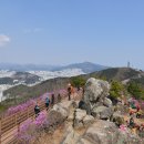 황령산 벚꽃약수터 네이버블로그
