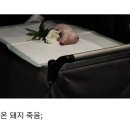 돼지PC Daum카페