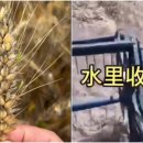 허난성 여름 수확 면적 넓은 발아밀 가격 급등 (동영상) 이미지