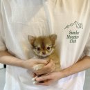 펫퍼스트 24시 강아지분양고양이분양 용인점 이미지