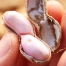 예천땅콩
