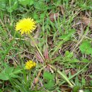 민들레쌈밥 이미지