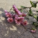 소국4색 분홍오데마리 토종분꽃 이미지